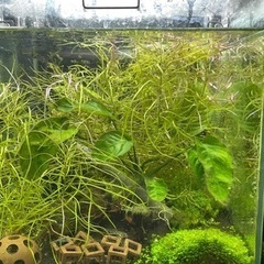 コケ付きのアヌビアスナナとよくわらない水草3束分 佐藤 郡山の家具の中古あげます 譲ります ジモティーで不用品の処分
