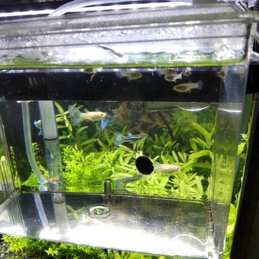 ブルー レッドグラスグッピー コリドラス イェーガー 紋別の家具の中古あげます 譲ります ジモティーで不用品の処分