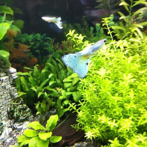 ブルー レッドグラスグッピー コリドラス イェーガー 紋別の家具の中古あげます 譲ります ジモティーで不用品の処分 ブルー レッドグラスグッピー コリドラス イェーガー 紋別の家具の中古あげます 譲ります ジモティーで不用品の処分