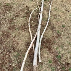 白樺　剪定枝　本体木