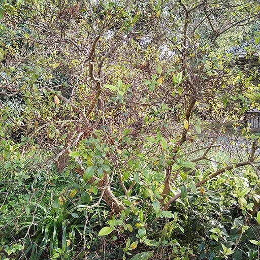 慶良間ツツジ買いませんか❗ ショップ 