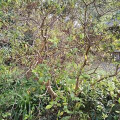 慶良間ツツジ買いませんか❗