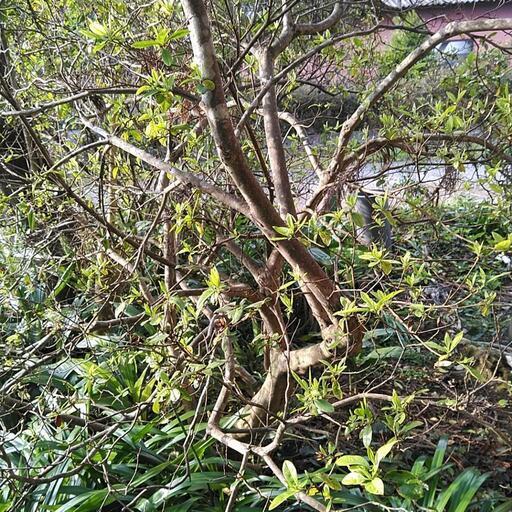 慶良間ツツジ買いませんか❗ ショップ 