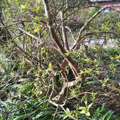 慶良間ツツジ買いませんか❗