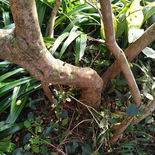 慶良間ツツジ買いませんか❗ ショップ 