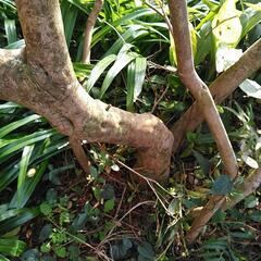 慶良間ツツジ買いませんか❗