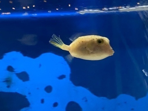 可愛いハコフグ海水魚 モコ 赤池のその他の中古あげます 譲ります ジモティーで不用品の処分