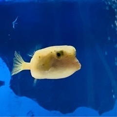 中古ハコフグが無料 格安で買える ジモティー