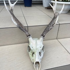 鹿の角⭐︎骨