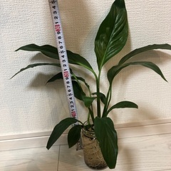 観葉植物スパティフィラム　30センチ株