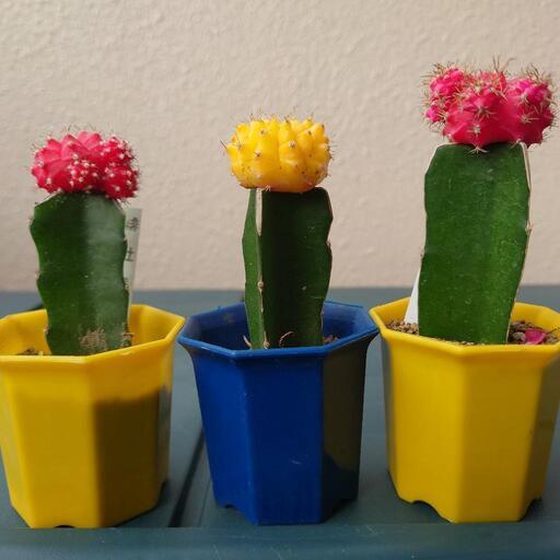 サボテン ギムノカリキウム黄色 翔ママ マスク必須 てだこ浦西のその他の中古あげます 譲ります ジモティーで不用品の処分