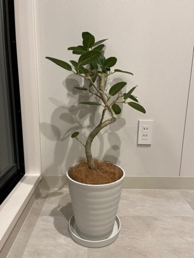 ゴムの木 ベンガレンシス 72センチ 観葉植物