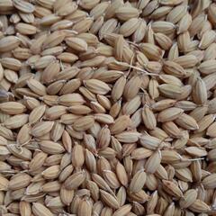 コシヒカリの種籾 1キロ 水稲種子 米作り 陸稲にも