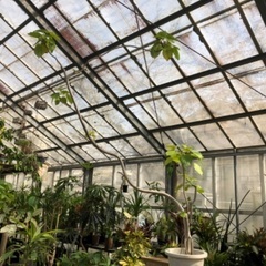 年季の入ったウンベラータです