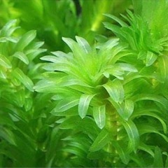 水草.アカナリス大量