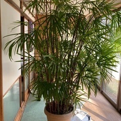 観葉植物　立派　2メートルくらい