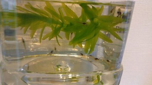 ミナミヌマエビ 浮草 グッピー みち 唐人町のその他の中古あげます 譲ります ジモティーで不用品の処分