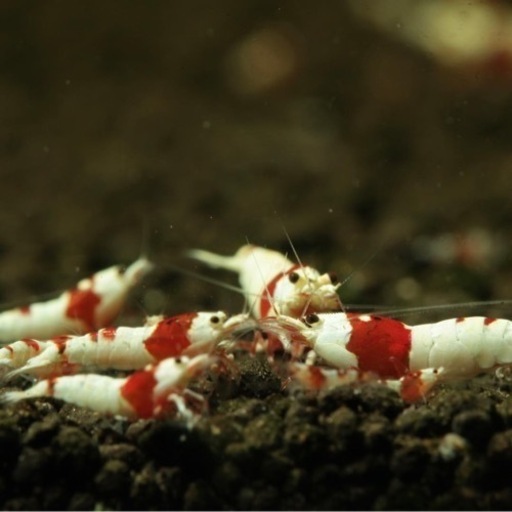 赤 黒ビーシュリンプ 各15匹水槽にこやかセット 楠本 藍 名古屋のその他の中古あげます 譲ります ジモティーで不用品の処分