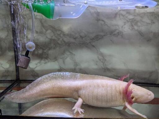 【手渡し限定】ウーパールーパー　約27cm ゴールデン