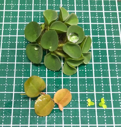 浮草3種類セット サルビアククラータ フィランサスフルイタンス アオウキクサ Syasyaking 月島のその他の中古あげます 譲ります ジモティーで不用品の処分