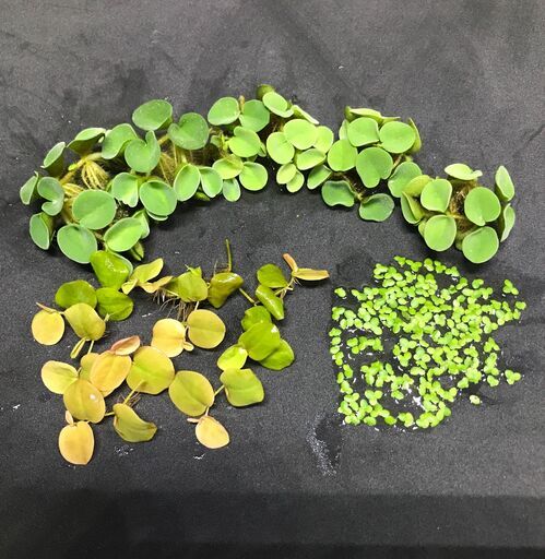 浮草3種類セット サルビアククラータ フィランサスフルイタンス アオウキクサ Syasyaking 月島のその他の中古あげます 譲ります ジモティーで不用品の処分