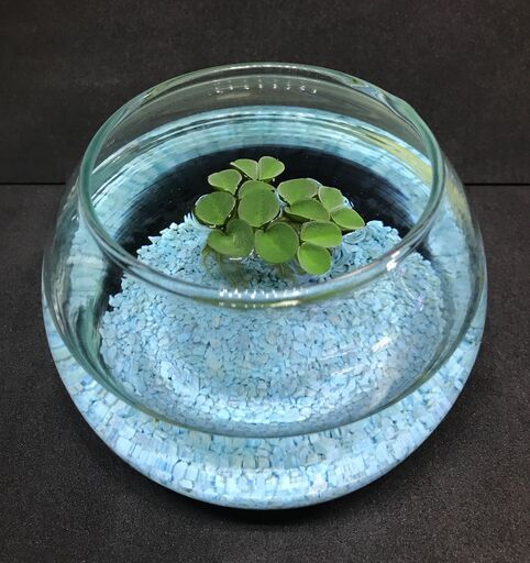 浮草3種類セット サルビアククラータ フィランサスフルイタンス アオウキクサ Syasyaking 月島のその他の中古あげます 譲ります ジモティーで不用品の処分