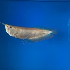 中古アルビノシルバーアロワナが無料 格安で買える ジモティー