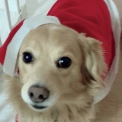 佐賀県の犬の里親募集 ジモティー 佐賀県の犬の里親募集 ジモティー