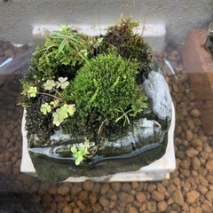 苔付石メダカビオトープに かたずけたい 西焼津のその他の中古あげます 譲ります ジモティーで不用品の処分