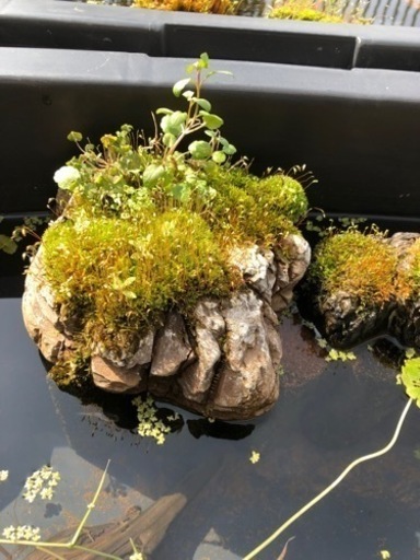苔付石メダカビオトープに かたずけたい 西焼津のその他の中古あげます 譲ります ジモティーで不用品の処分
