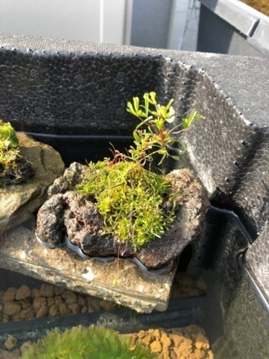 苔付石メダカビオトープに かたずけたい 西焼津のその他の中古あげます 譲ります ジモティーで不用品の処分