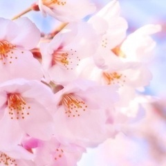 🌸桜を見ようの会🌸 4/2(日)大阪お花見パーティイベント