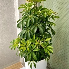 観葉植物　カポック　50cm 状態良し