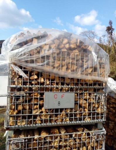 ○在庫残り1個○クヌギコナラカシサクラミックス 35cm前後~40cm前後 約