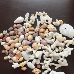 高知の珊瑚と貝殻セット