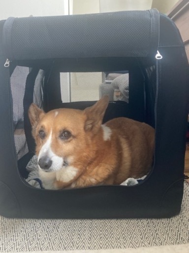 新品同様 ペット犬用キャリーバッグ中型犬 大型犬用 Barrybarry 久が原のその他の中古あげます 譲ります ジモティーで不用品の処分