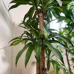 【ネット決済】観葉植物　170cm超えドラセナ・マッサンゲアナ