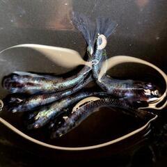 高級メダカ 現物 【白虎ヒレ長 若魚】2ペア+1