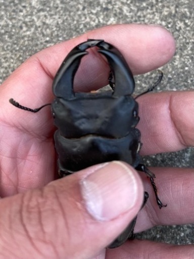 1年2組極太オオクワガタ TUA ダイヤモンド トリオ | Dorcus Academy