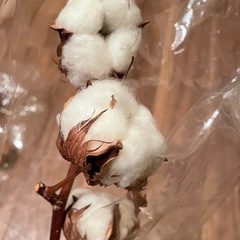 綿の木 茶色と白  ドライフラワー造花