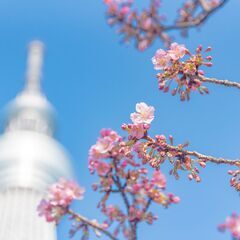 【4月2日(土)】 お昼の桜撮影@三鷹市 (Kanoa Phot...