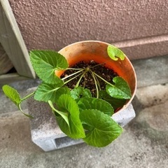 琉球スミレ鉢植え
