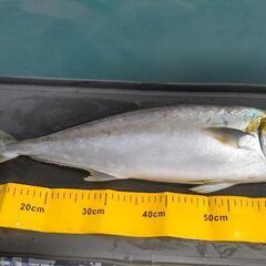 Bee1人乗りゴムボート