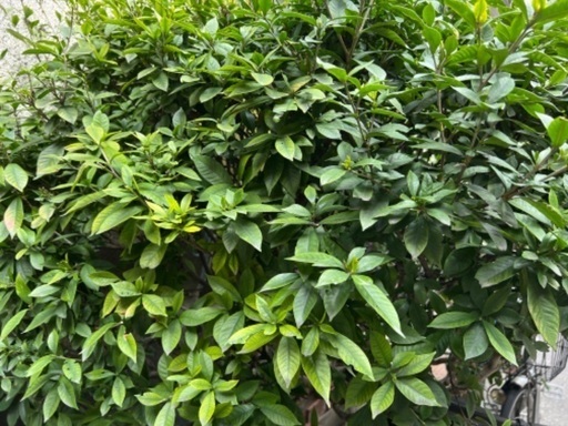 クチナシの剪定枝 差し上げます Ukp Simple 蔵前の家庭用品 ガーデニング の中古あげます 譲ります ジモティーで不用品の処分