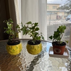 アイビーを小さいポットに植え替えました