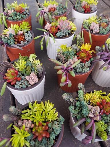 多肉植物 寄せ植え ミニプラ鉢 Kazu Kazu 山陽網干のその他の中古あげます 譲ります ジモティーで不用品の処分