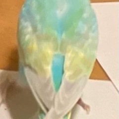 セキセイインコ を探しています