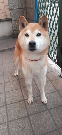 麻呂くん 里親様決まりました ちばにゃん 東海の犬の里親募集 ジモティー