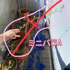 【差し上げます】植木いろいろ２（ミニバラ、ゆすらうめ）