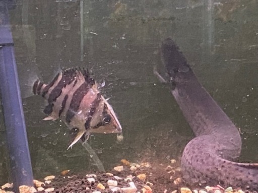 ダトニオリアルバンド 14cm±